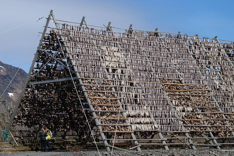 ENE-20090504-0362.jpg - [nl] Stokvis | Svolvær, Austvågøy, Lofoten, Noorwegen[en] Dried fish | Svolvær, Austvågøy, Lofoten, Norway